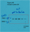 Fig S1.tif