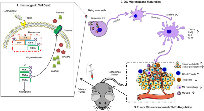 Graphical Abstract