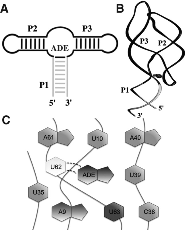 FIGURE 1.