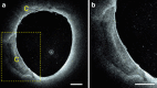 Fig. 8