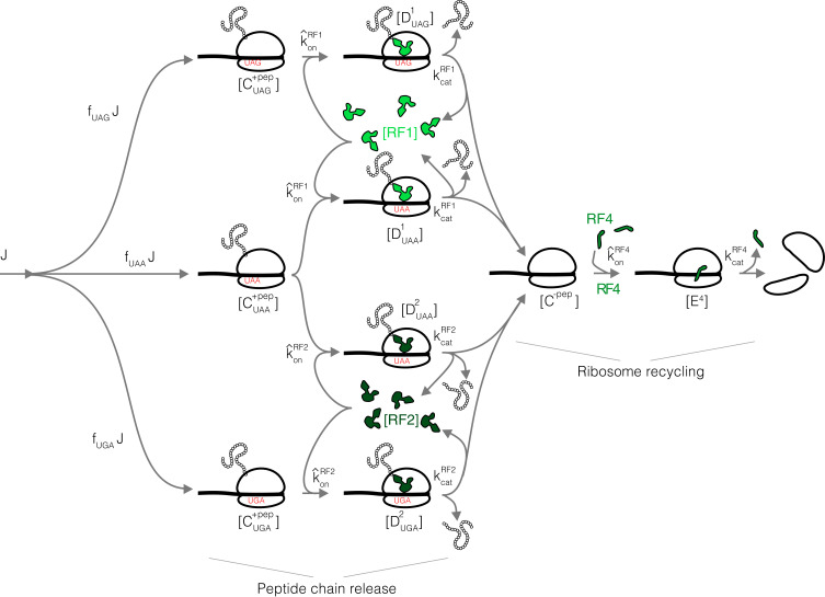 Appendix 2—figure 1.