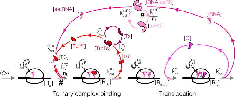 Appendix 3—figure 1.