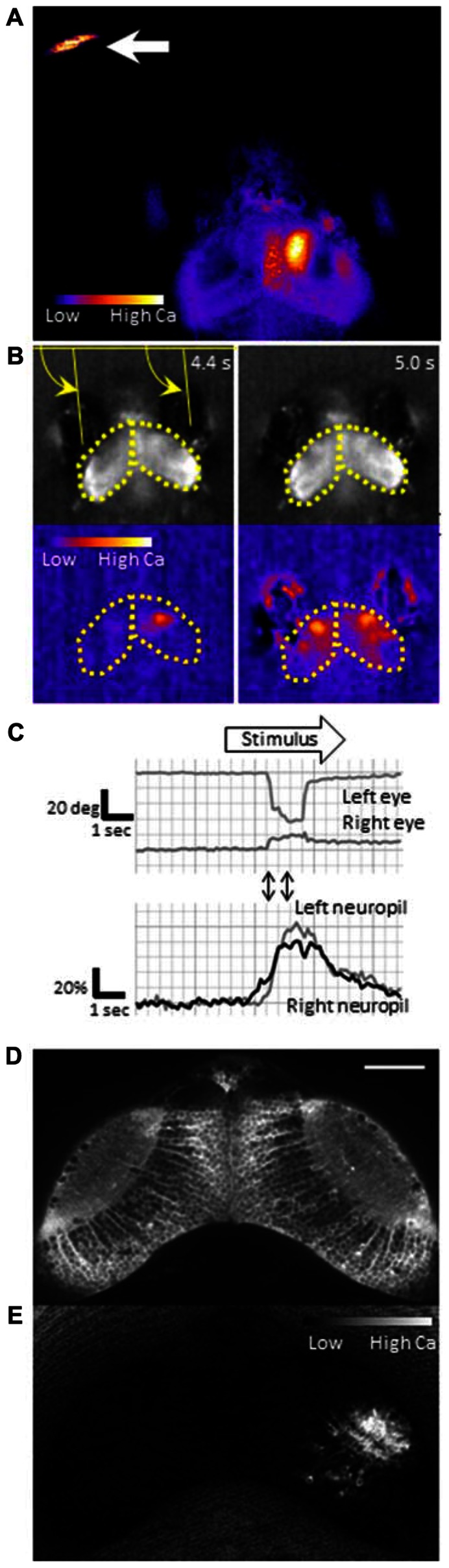 FIGURE 2