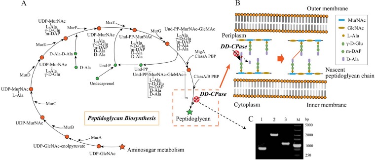 FIG 1