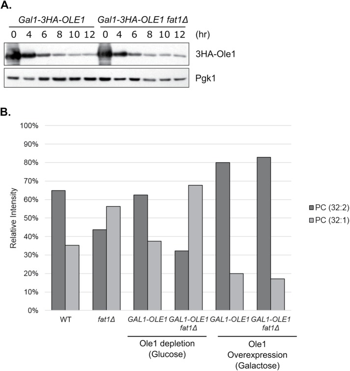 FIGURE 5: