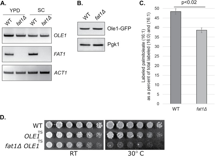 FIGURE 6: