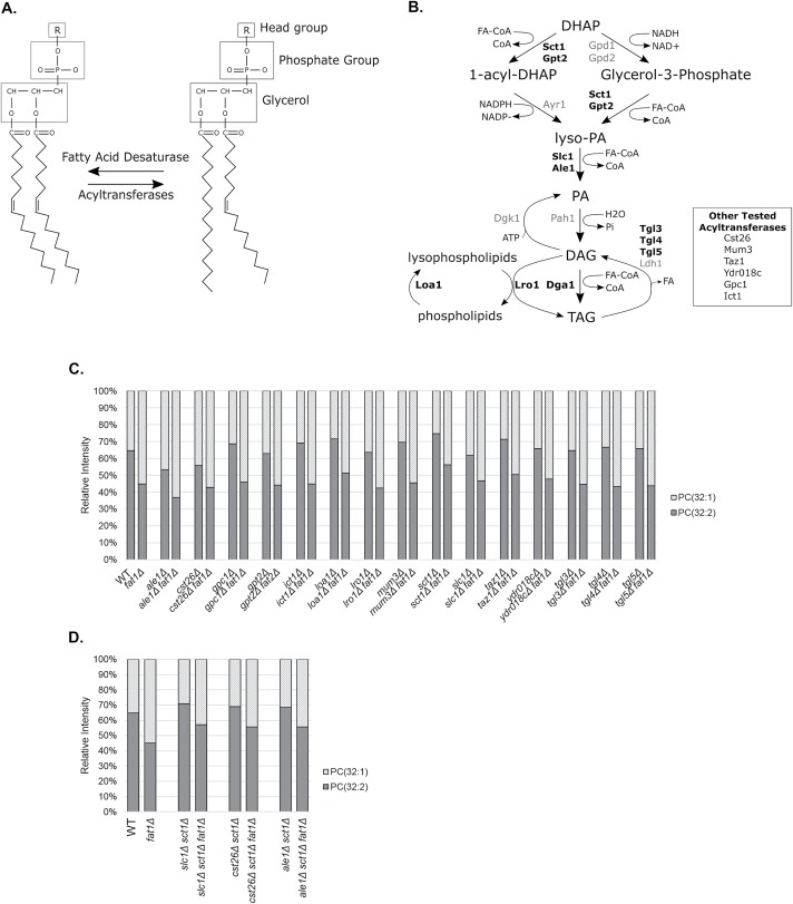 FIGURE 4: