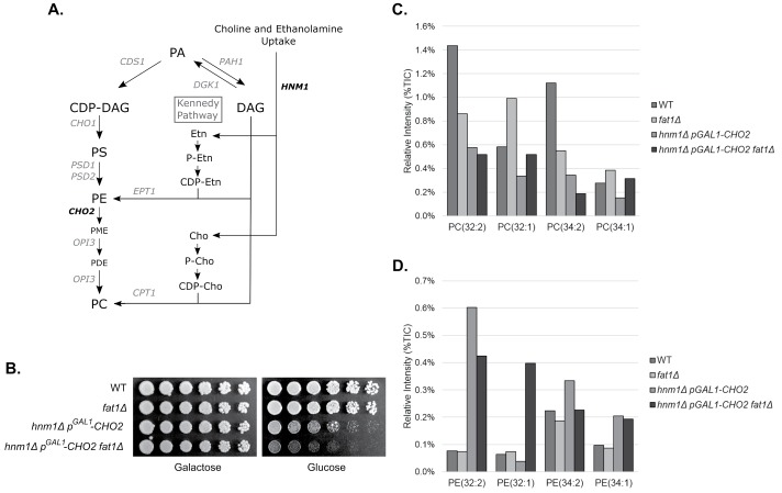 FIGURE 3: