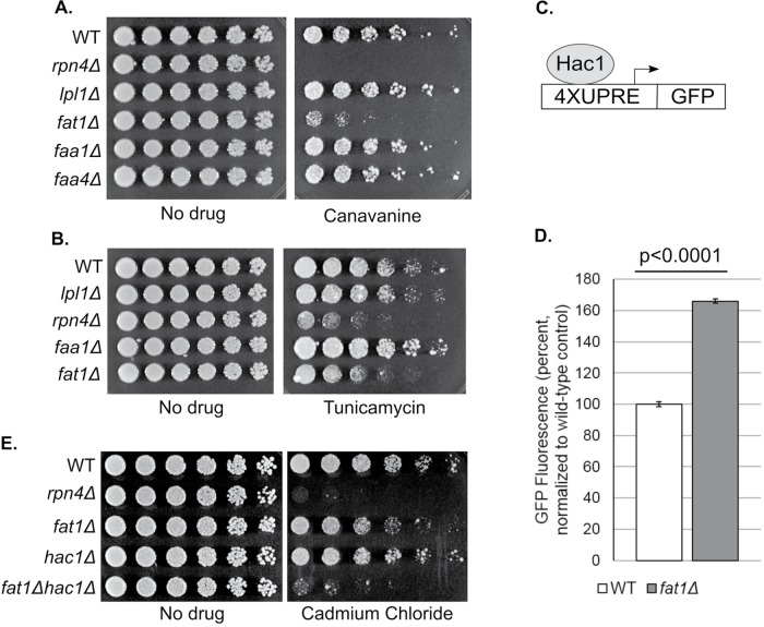 FIGURE 1: