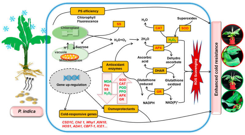 Figure 6