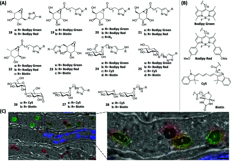 Fig. 7