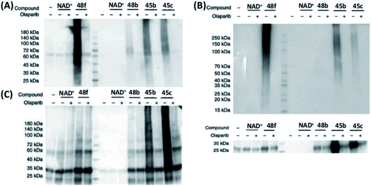 Fig. 13