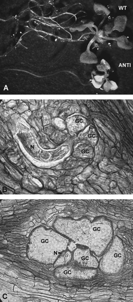 Fig. 4