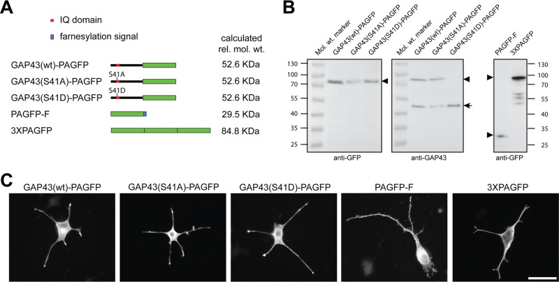 FIGURE 1: