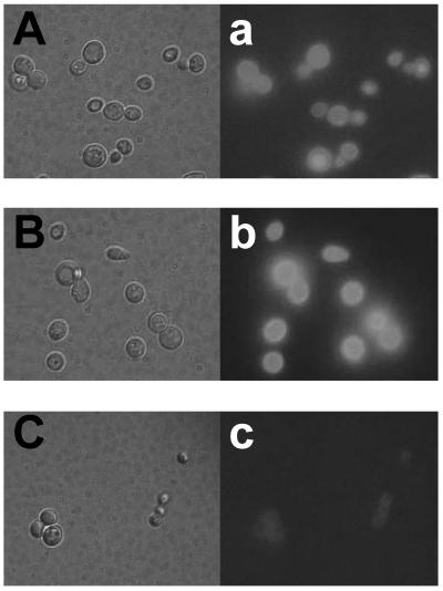 FIG. 2.