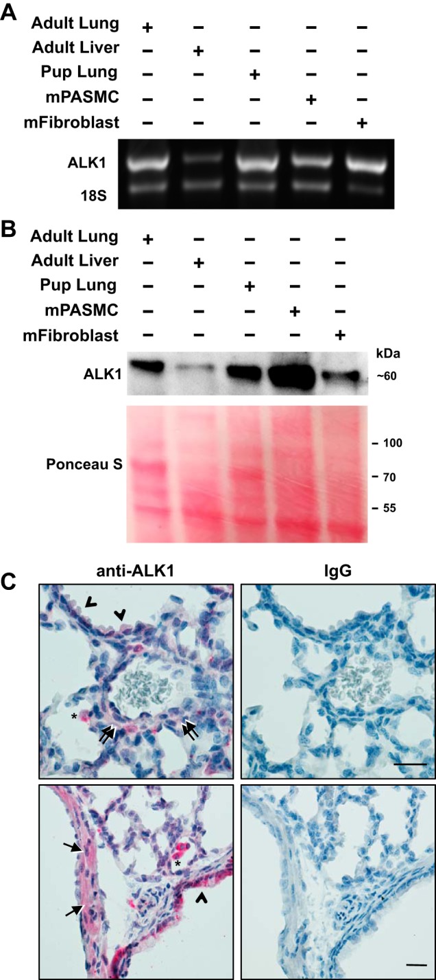 Fig. 8.