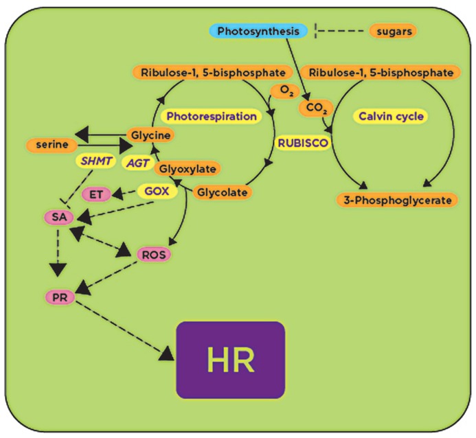 FIGURE 2