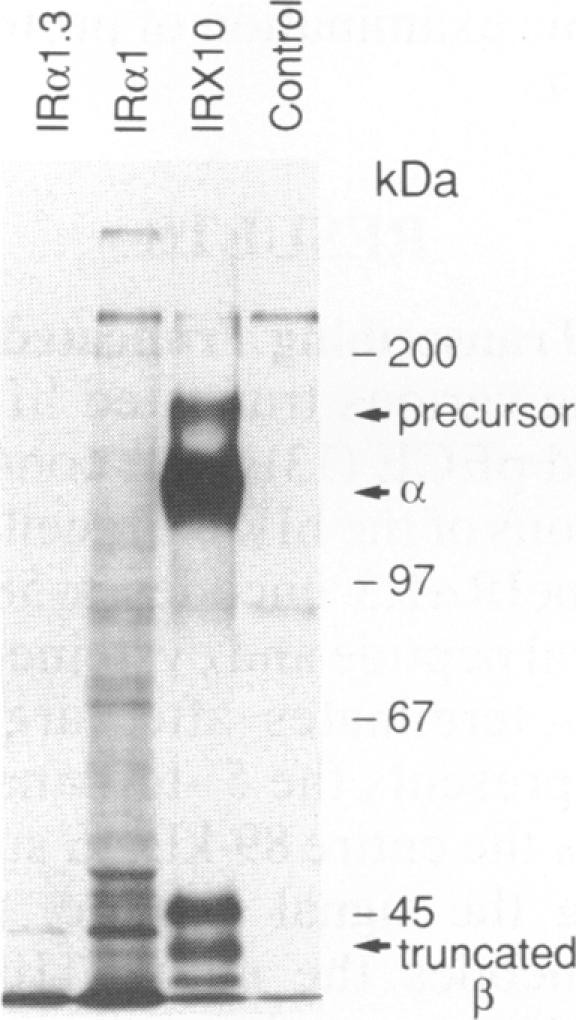 graphic file with name pnas00299-0103-a.jpg