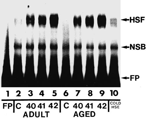 Fig 1.