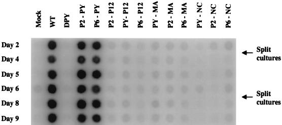 FIG. 6