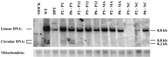 FIG. 5