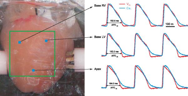 Figure 12.17.4