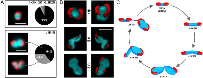 Fig. 3.