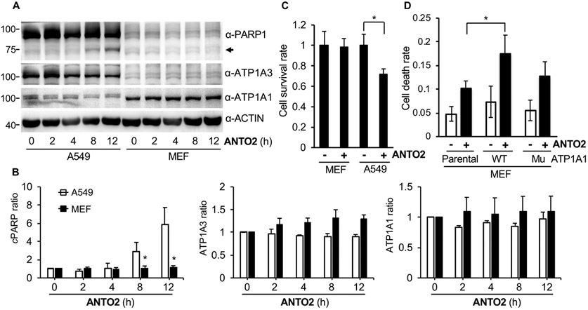 Fig. 12.