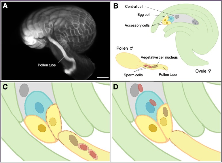 Figure 1.