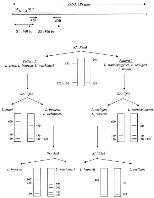 FIG. 1.