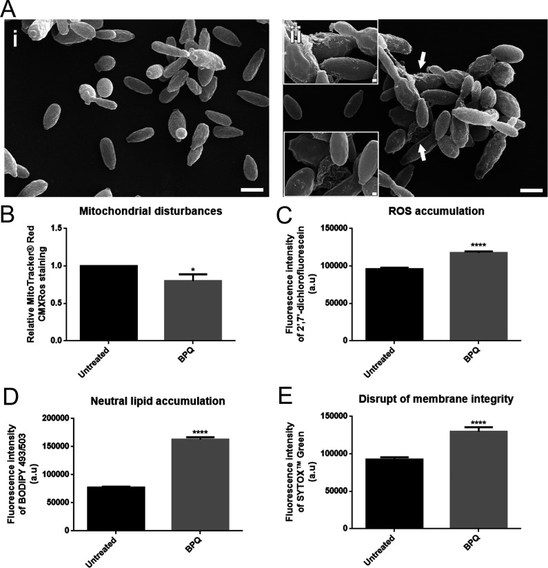 FIG 2