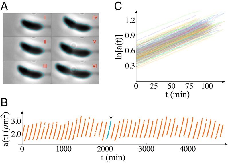 Fig. 1.