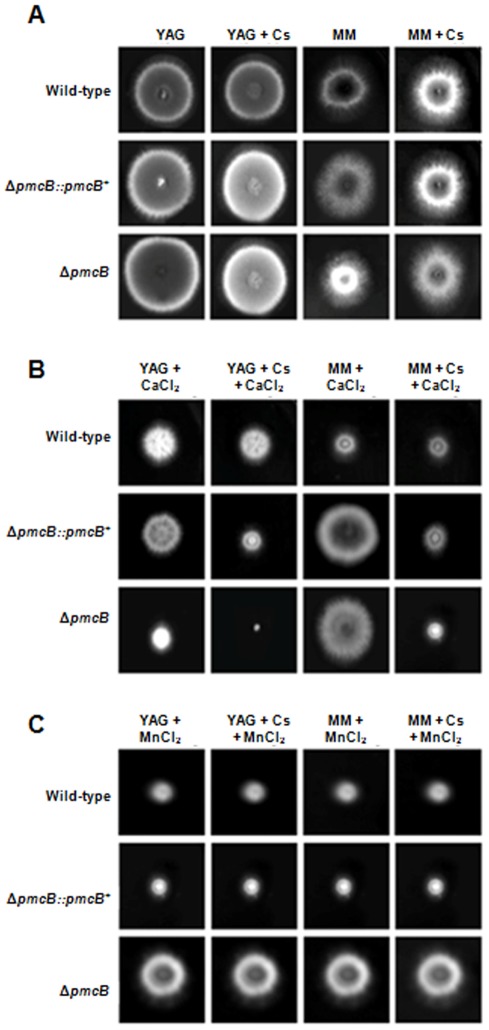 Figure 6