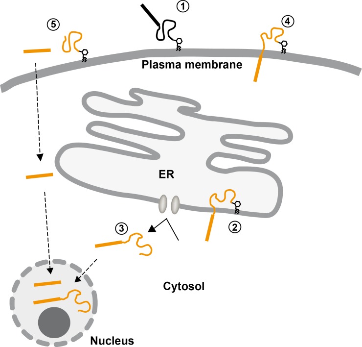 Fig 4