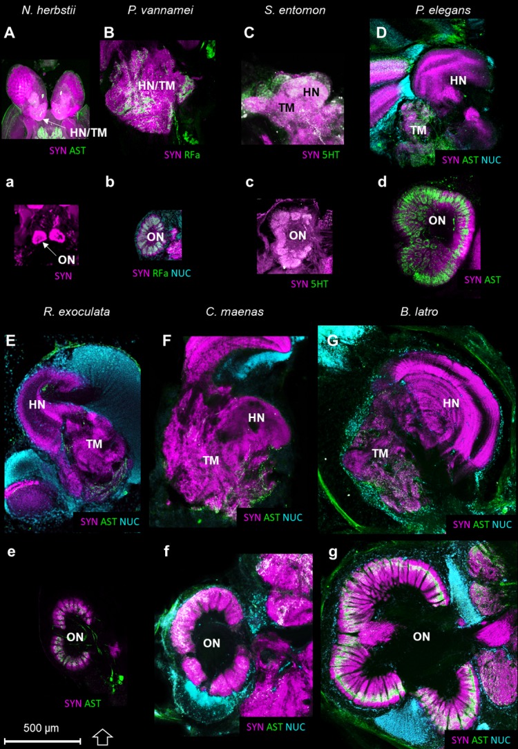 Figure 11.