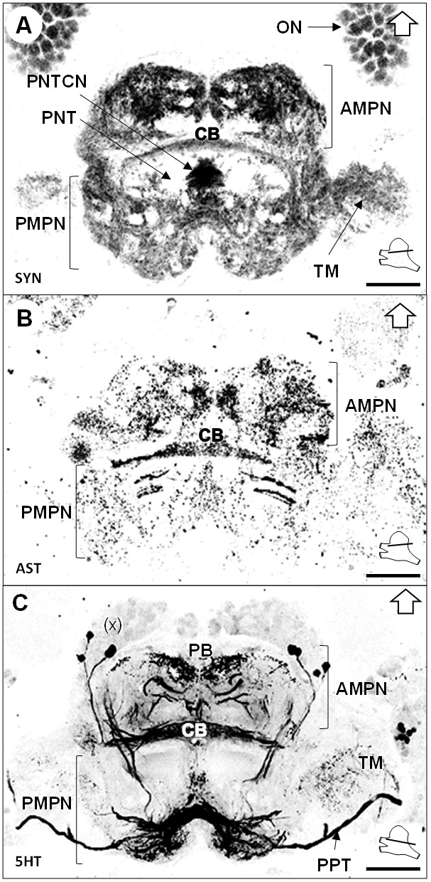 Figure 7.