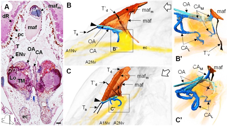 Figure 10.