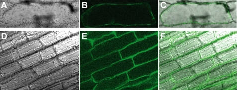 FIGURE 2.