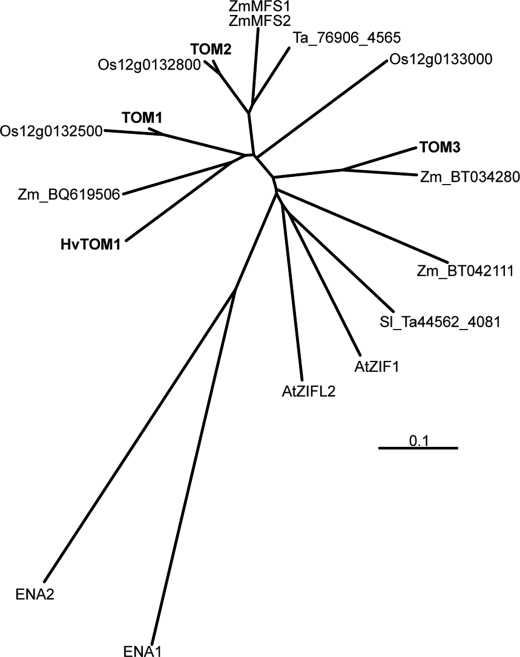 FIGURE 4.