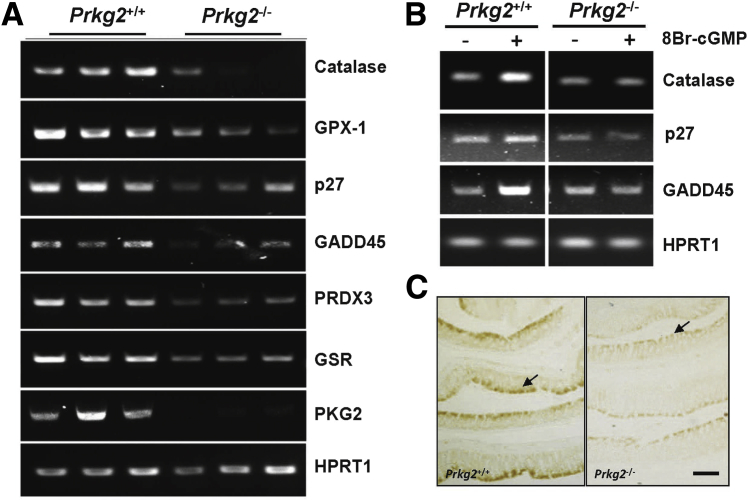 Figure 6