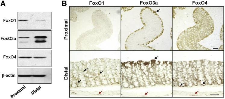 Figure 5