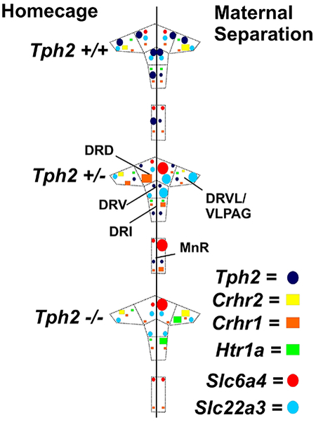 graphic file with name nihms-1536309-f0009.jpg