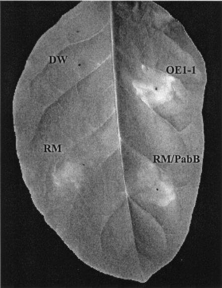 FIG. 3.