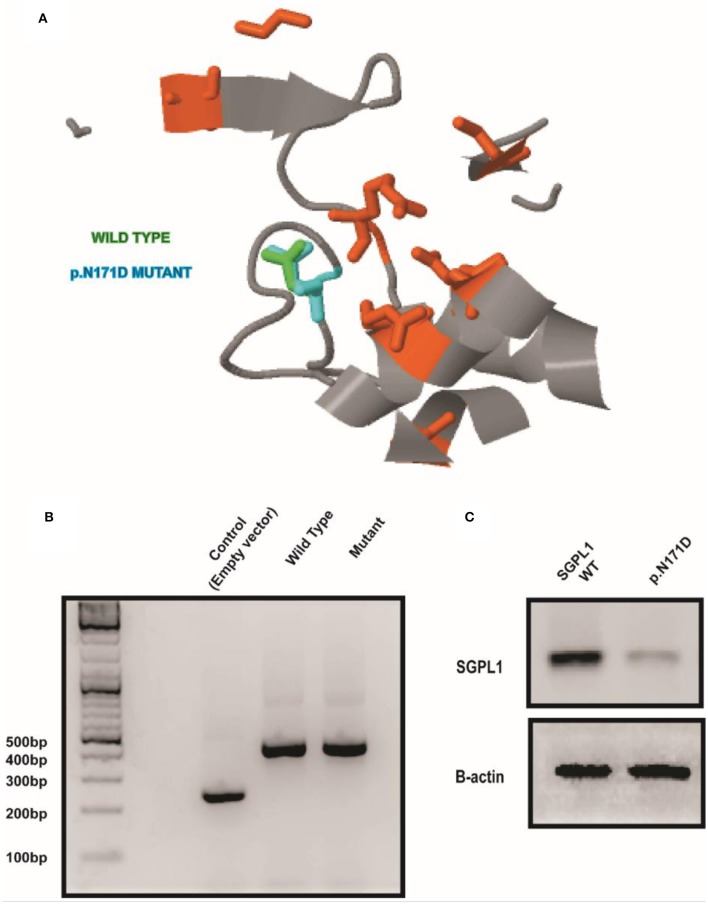 Figure 2