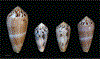 FIG. 25.