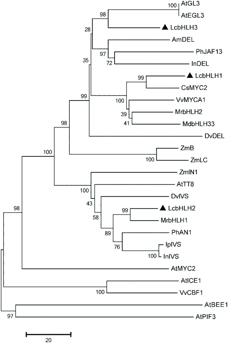 FIGURE 2