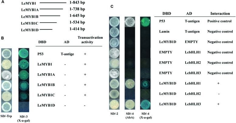 FIGURE 4