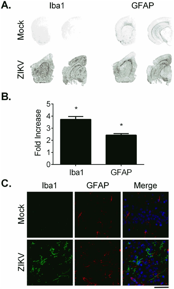 Fig 6