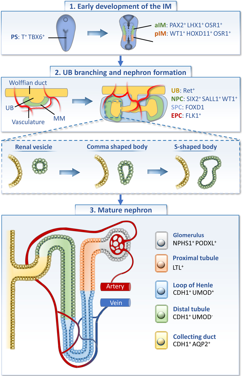 Figure 1: