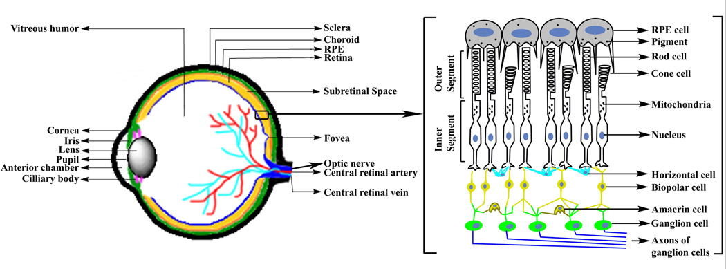 Fig. 1